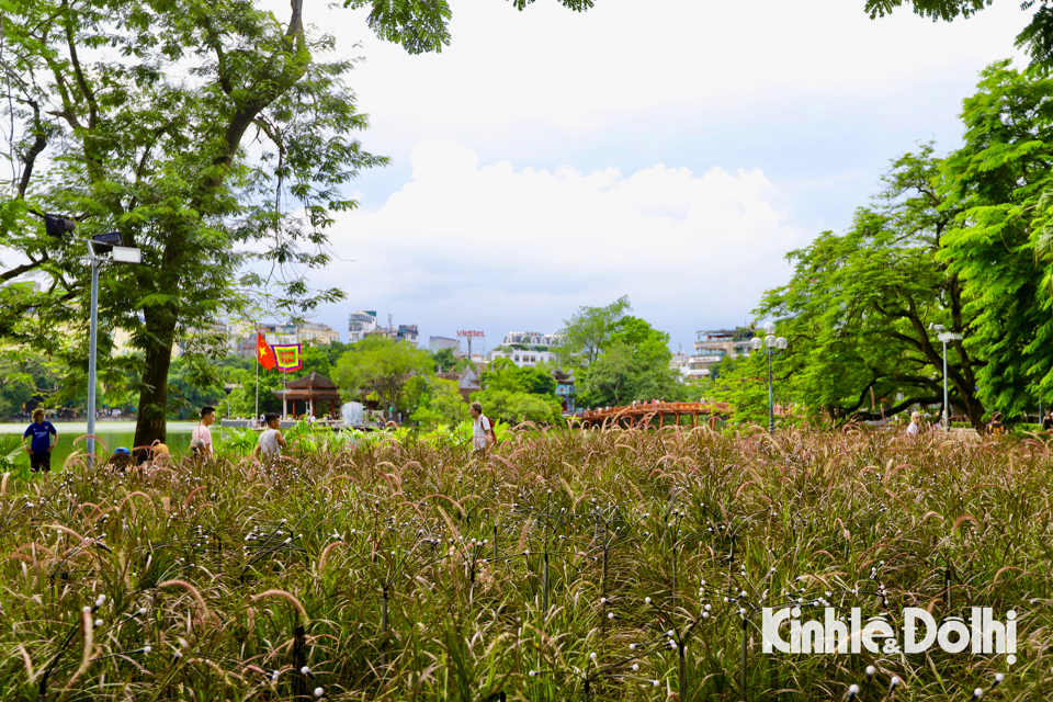 Những thảm cỏ lau tím hồng này đang mang đến làn gió mới cho diện mạo Hồ Hoàn Kiếm, thu hút sự chú ý của người dân và du khách khi tham quan tại Thủ đô.