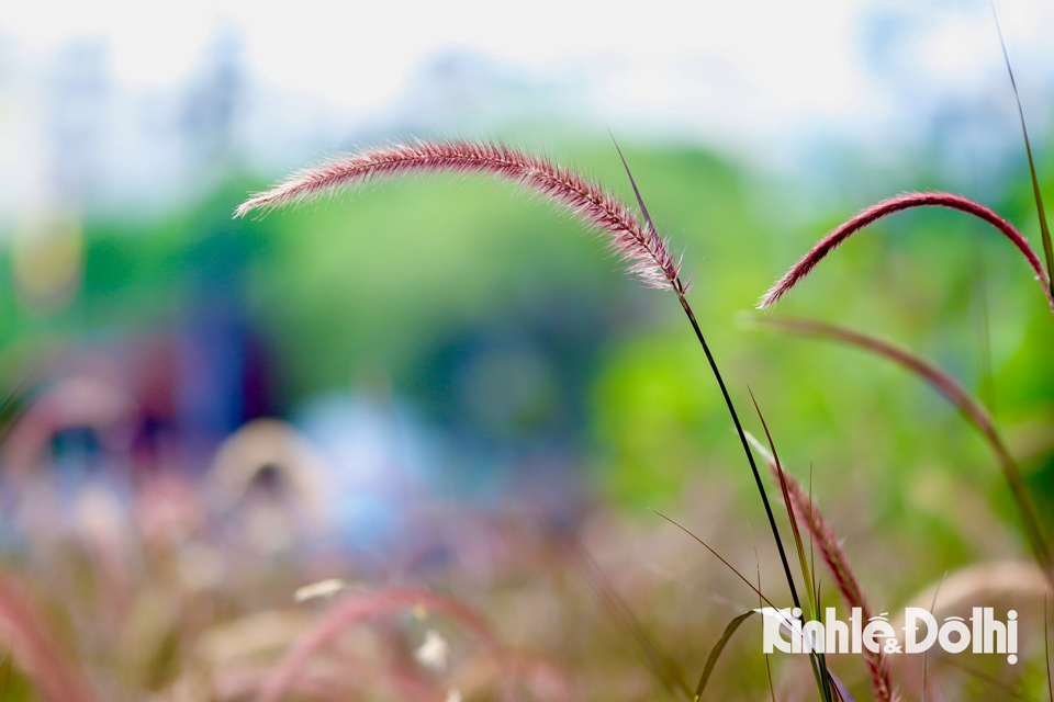 Loại cỏ lau này có tên khoa học là Pennisetum setaceum 'Purple Majesty', có nguồn gốc từ Châu Phi.