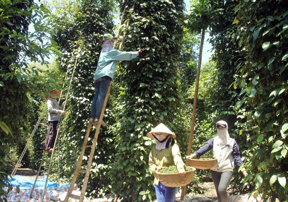 Giá tiêu hôm nay 2/8: 4 nguyên nhân khiến xuất khẩu sang Trung Quốc vẫn thấp