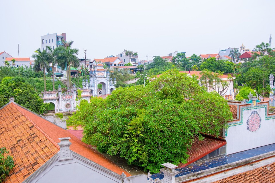 Cây có hoa lá xum xuê, tươi tốt, hoa có màu trắng, vàng, mùi thơm ngát.