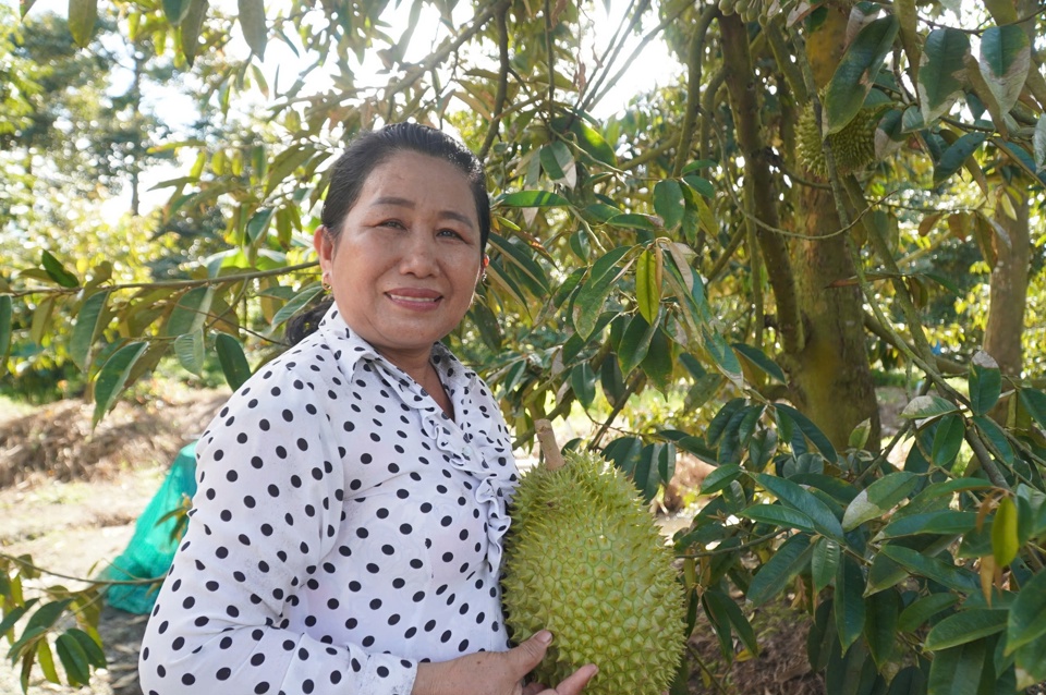 Không cam chịu cảnh nghèo khó, luôn học hỏi và chia sẻ phương cách sản xuất kinh doanh mới, cô Thinh - người làm nên thương hiệu “Sầu riêng cô Thinh” - truyền cảm hứng cho nhiều người dân ở xứ dừa Bến Tre.