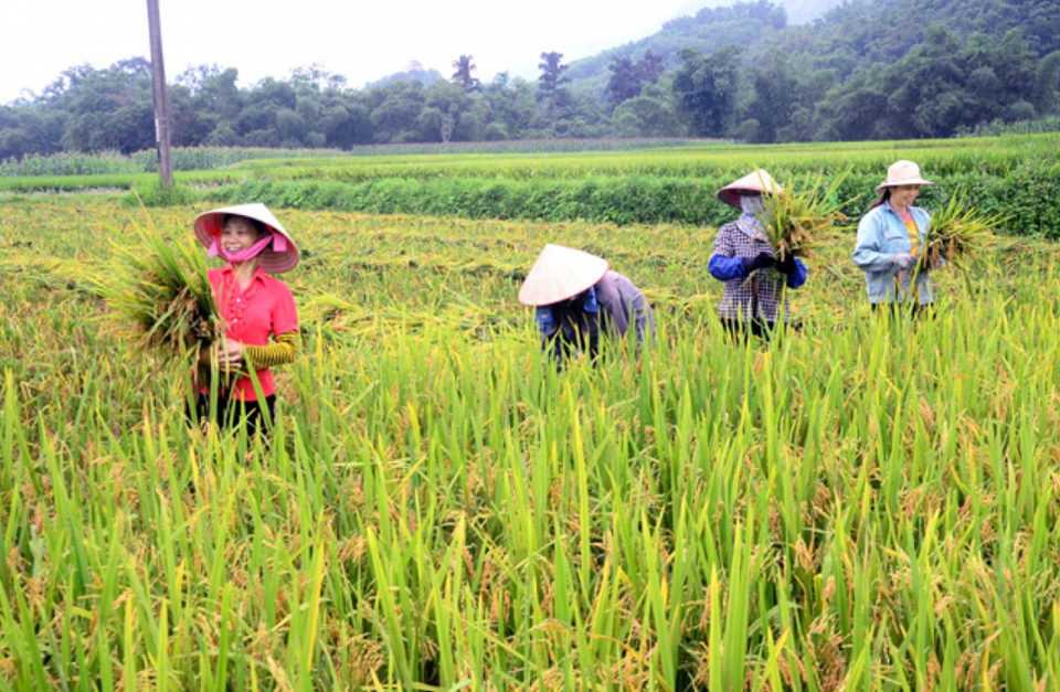 Giá lúa gạo hôm nay 13/8: giá gạo tăng nhẹ. Ảnh minh họa.