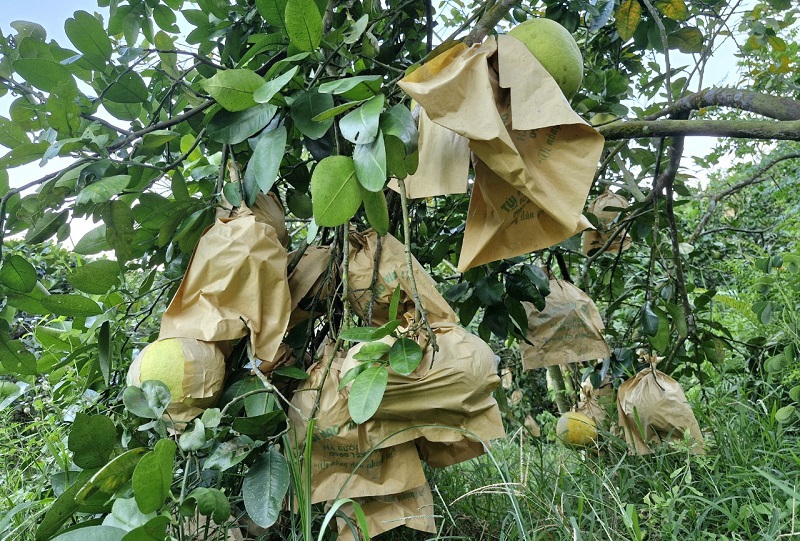 Qủa bưởi được bao bọc phòng ngừa sâu bệnh gây hại, nâng cao chất lượng sản phẩm