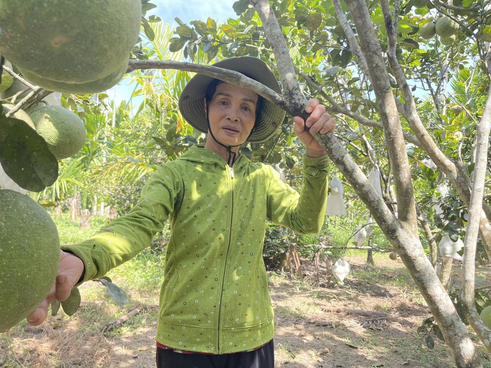 Vườn bưởi da xanh theo tiêu chuẩn VietGAP của gia đình bà Bùi Thị Thu cũng đang tới kỳ thu hoạch.