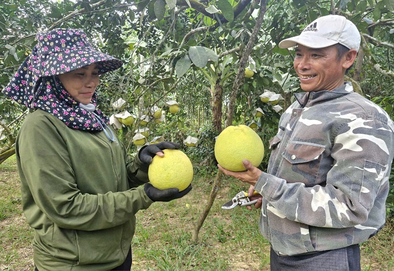 Xã Hà Linh là vùng thấp trũng, dễ bị ngập lụt.Vì vậy, khi quả bưởi chín mọng gia đình chị Nguyễn Thị Mỹ đã tập trung thu hoạch, ước tính với 4 sào bưởi Phúc Trạch sẽ cho thu nhập khoảng gần 100 triệu đồng