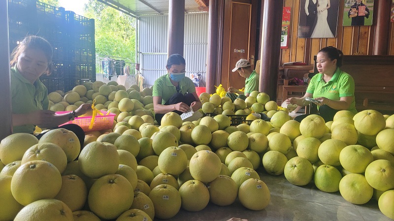 Bưởi Phúc Trạch ở huyện Hương Khê là sản phẩm OCOP 3 sao, được thị trường khắp nơi ưa chuộng. Do vậy, các doanh nghiệp, cơ sở thu mua đều chủ động nguồn hàng với số lượng lớn để kinh doanh, nâng cao giá trị kinh tế