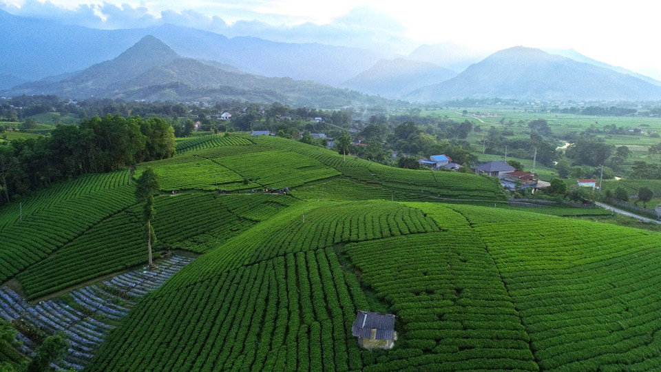 Những đồi chè xanh bạt ngàn tại xã Bản Ngoại, huyện Đại Từ, Thái Nguyên là một trong những nơi cung cấp nguyên liệu để sản xuất Trà Xanh Không Độ.