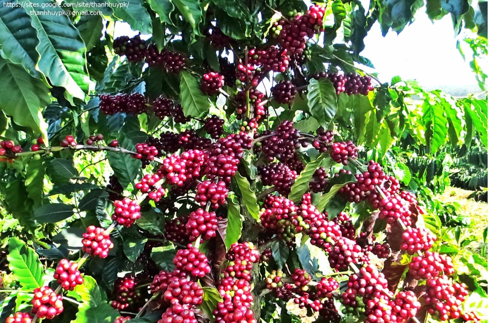 Giá cà phê hôm nay 4/9: Robusta hồi phục, thu hẹp khoảng cách với Arabica