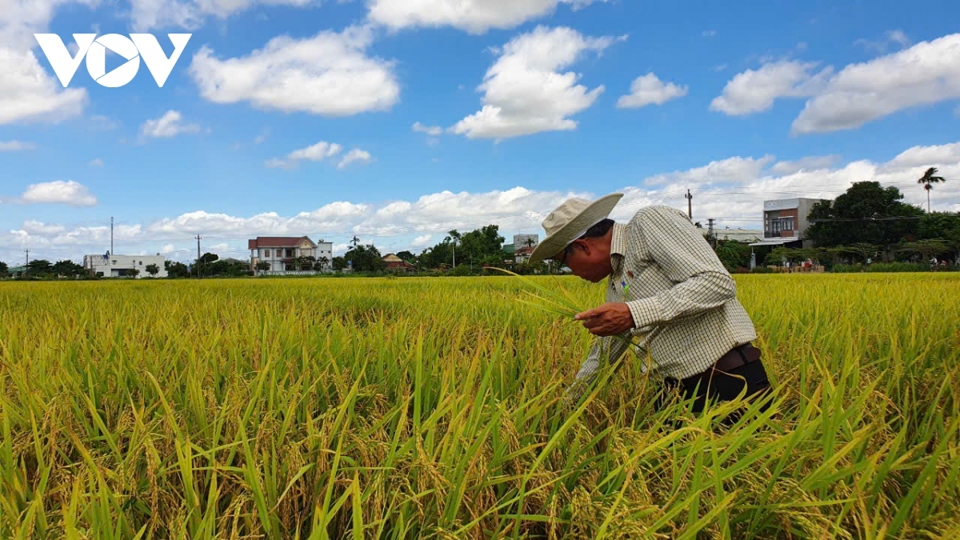 8 tháng qua, doanh nghiệp TP Hồ Chí Minh xuất gạo tăng trưởng 21,7%