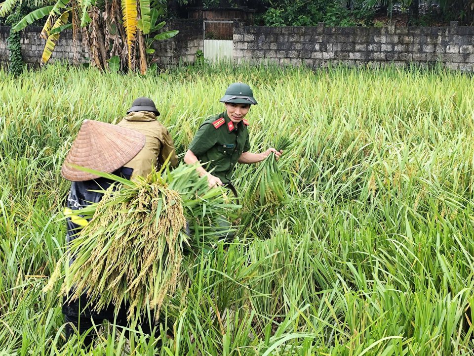 Công an xã Đạo Trù, huyện Tam Đảo hỗ trợ người dân thu hoạch lúa