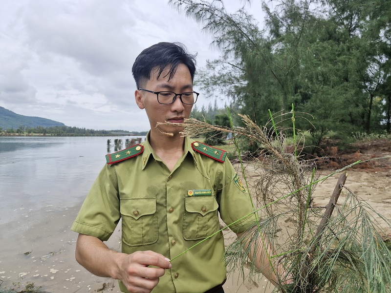 Trên cành ngọn cây phi lao là chi chít que keo bẫy chim siêu dính 