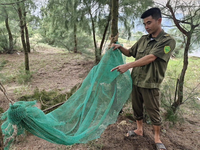 Trong khu rừng phòng hộ ven biển xã Cương Gián có nhiều võng do người dân mắc lên để phục vụ bẫy bắt chim di cư