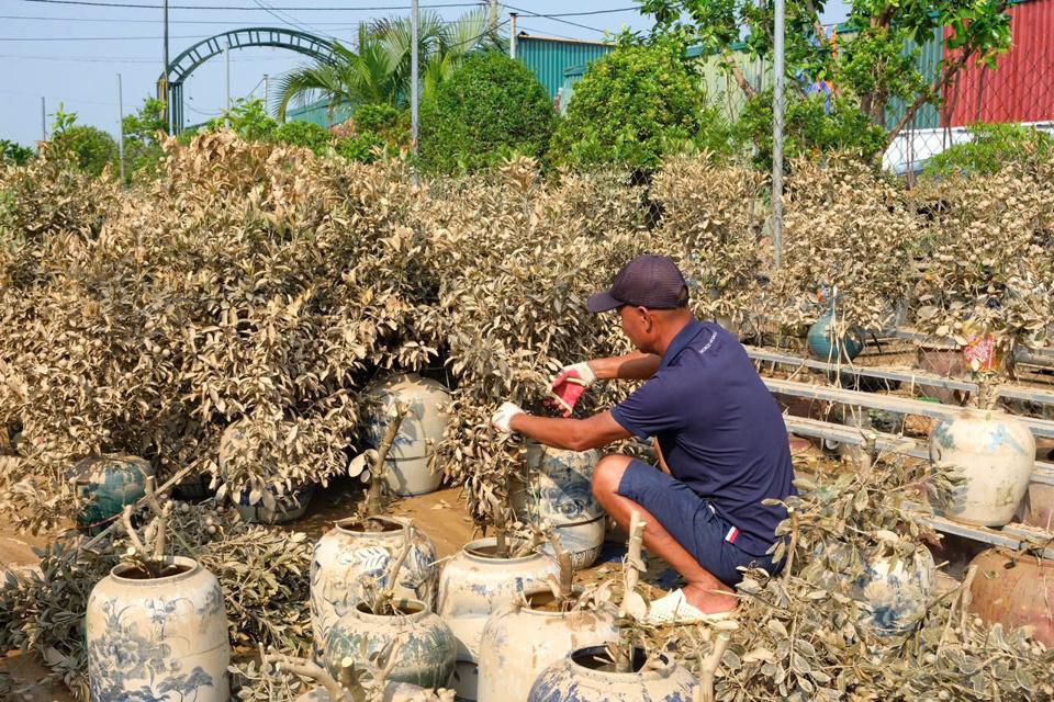 Người nông dân trồng quất tại Tứ Liên cắt tỉa những cành cây đã chết để thu gom và chuẩn bị cho việc đốt bỏ. Ảnh: Cẩm Tú 