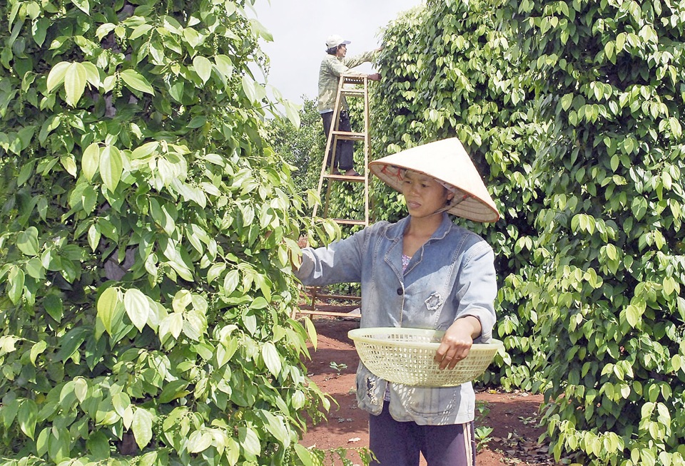 Giá tiêu hôm nay 17/9: toàn cảnh giá tiêu các nước tuần qua - khởi sắc