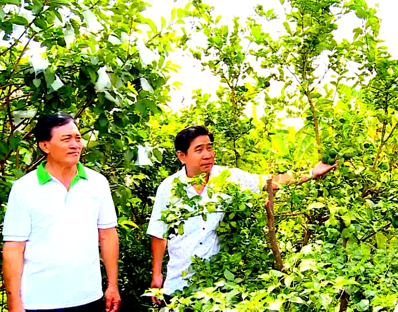 Hiện, các vườn trồng chanh Tàu đang vào vụ thu hoạch, bán với giá tương đối khá.