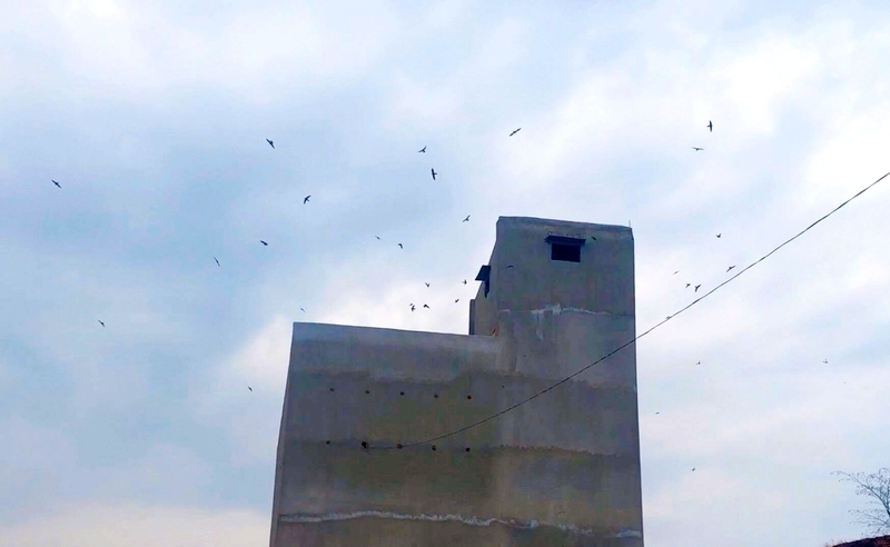 Để nghề nuôi chim yến phát triển bền vững, cần triển khai thực hiện đồng bộ các giải pháp tăng cường công tác quản lý nuôi chim yến.