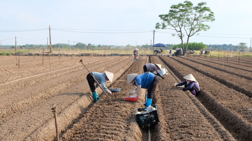 Bà con nông dân xã Tráng Việt tích cực vào vụ gieo trồng rau màu mới.