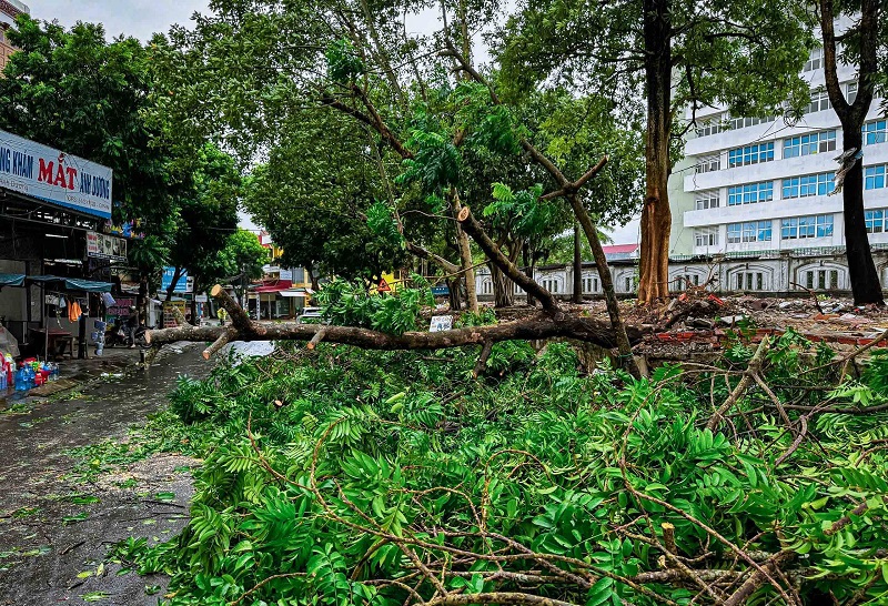 Cây xanh trên đường tại TP Đồng Hới gãy đổ, bật gốc dù bão số 4 chưa đổ bộ