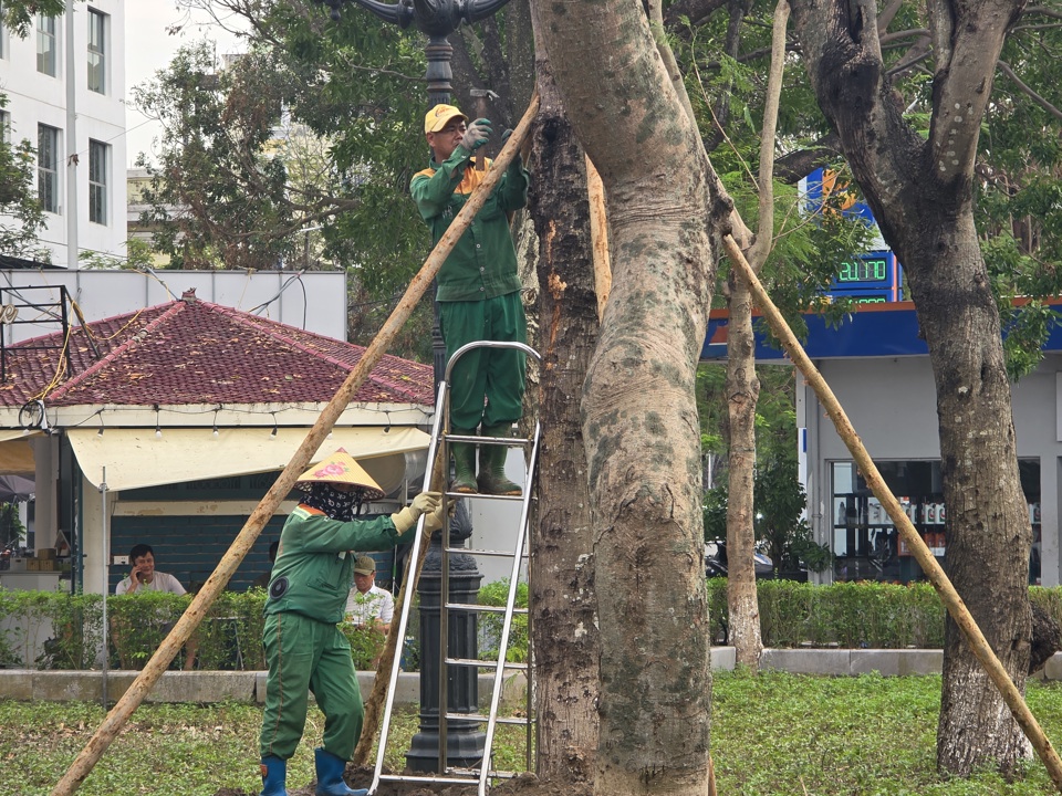 Hệ thống cây xanh tại dải trung tâm đang được nhân viên môi trường đô thị gia cố. Ảnh: Vĩnh Quân