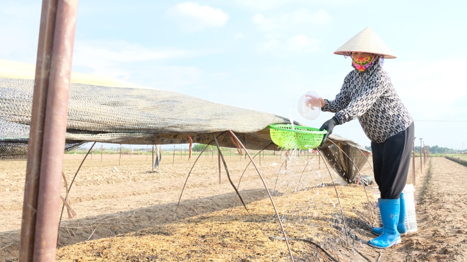 Để tiết kiệm chi phí sản xuất, bà con nông dân tiến hành gieo trồng cây giống rau. Điều này cũng nhằm bảo đảm chất lượng rau tại thôn Đông Cao, vốn đang được nhiều người tiêu dùng biết đến, lựa chọn.