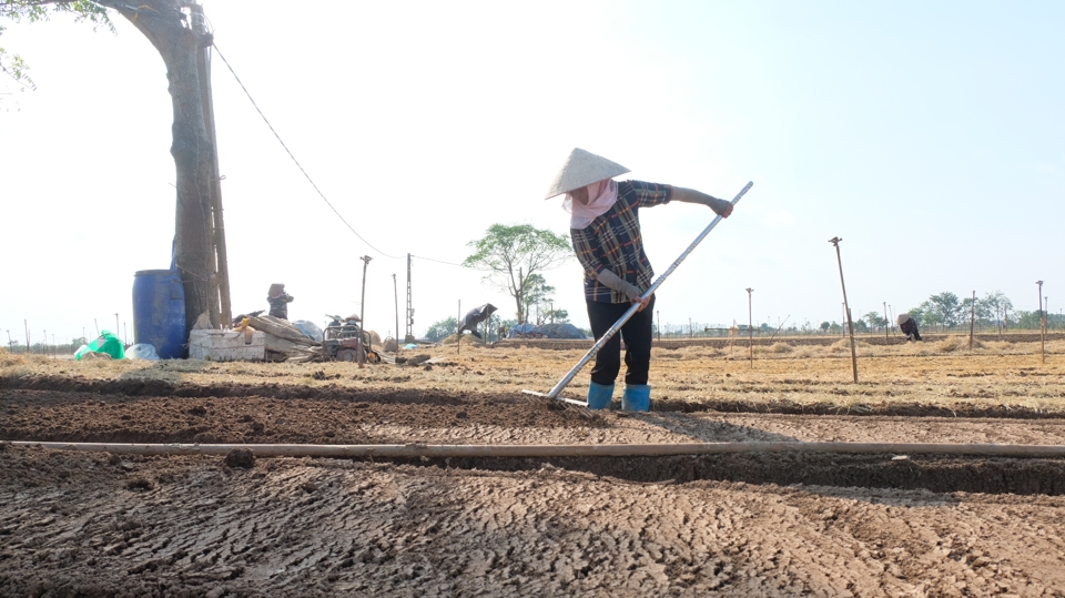 Những ngày qua, tranh thủ thời tiết không mưa, nước rút, bà con nông dân thôn Đông Cao, xã Tráng Việt tích cực xuống đồng thu dọn rau màu bị chết, tập trung làm đất để vào vụ mới.