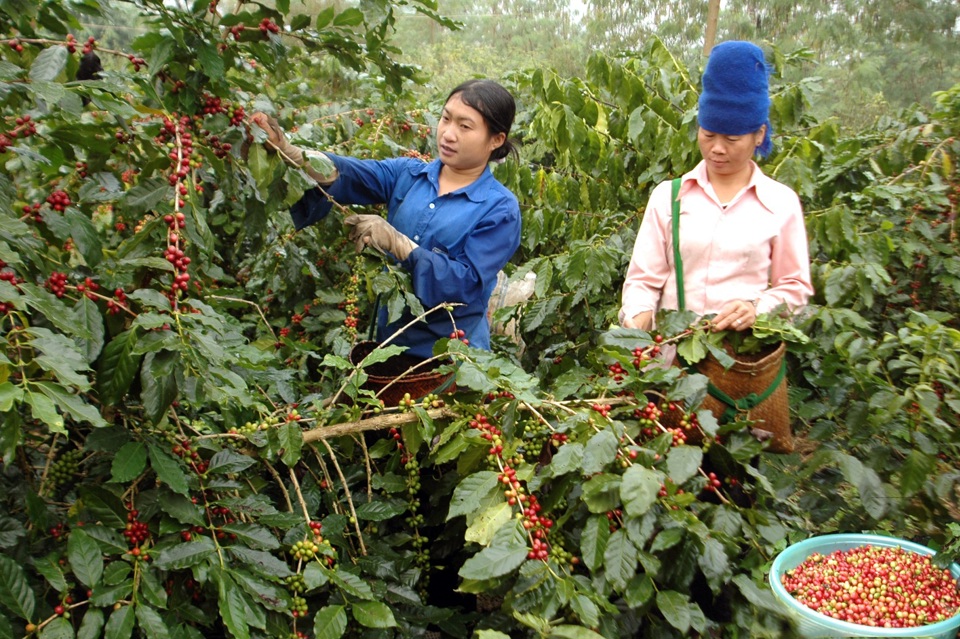 Giá cà phê hôm nay 20/9: dứt đà tăng, Robusta giảm trở lại