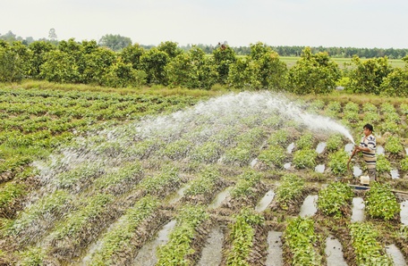 Nông dân trồng khoai còn gặp nhiều khó khăn.