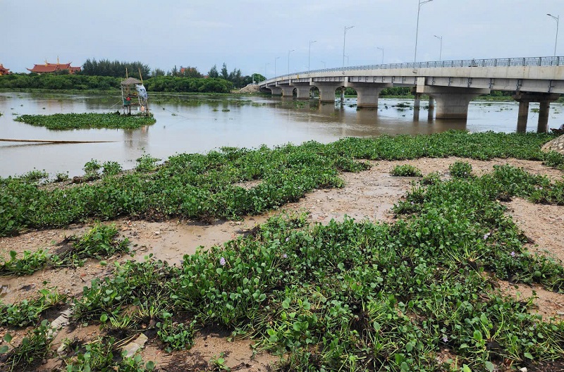 Hai bên mố cầu Hộ Độ bèo tây trôi dạt về với khối lượng rất lớn