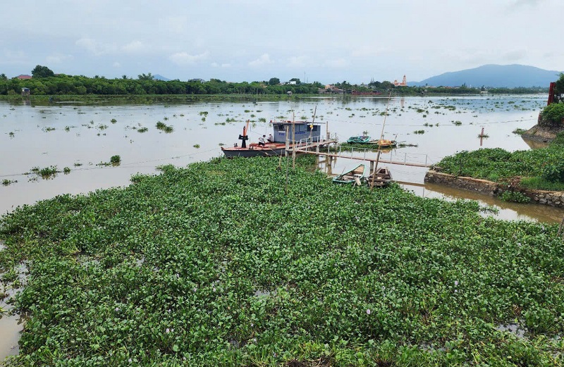 Khu vực neo đậu tàu thuyền trên sông Hộ Độ bị bèo tây vây kín, không thể di chuyển vào bờ 