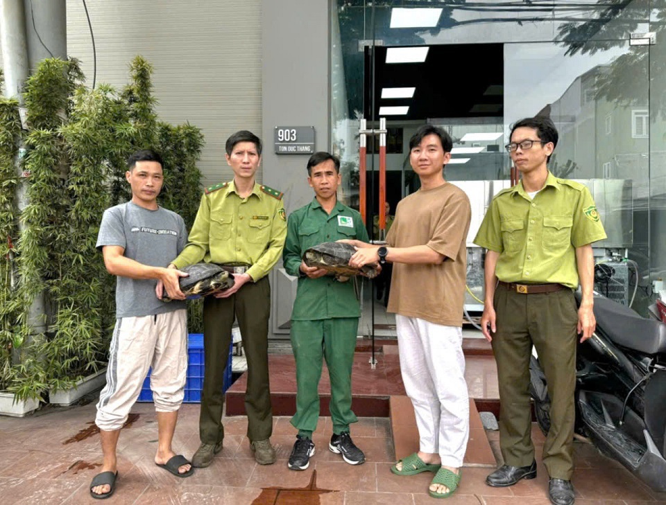 Các cá thể rùa được người dân giao nộp cho Trung tâm Cứu hộ, Bảo tồn và Phát triển sinh vật Vườn Quốc gia Cúc Phương.
