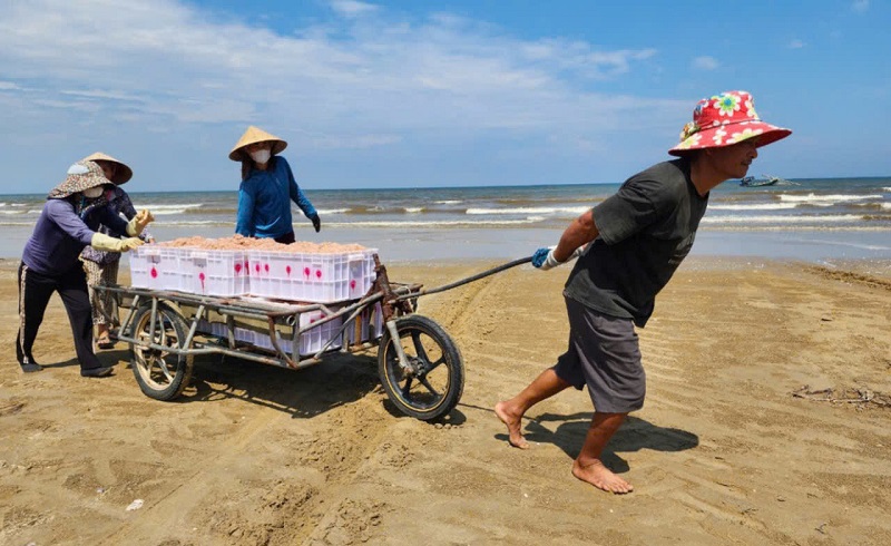 Qua tìm hiểu được biết, nghề khai thác ruốc biển thường diễn ra từ tháng 4 đến tháng 9 âm lịch. Năm nay sau mưa bão, ruốc biển xuất hiện rất nhiều. Tùy theo mỗi chuyến đi biển, nhưng bình quân mỗi thuyền sẽ thu nhập từ 5-10 triệu đồng/ ngày từ ruốc biển