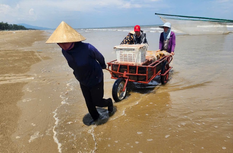 Để khai thác được nhiều ruốc biển, khi thời tiết thuận lợi ngư dân phải dậy từ rất sớm, dong thuyền ra biển đánh bắt
