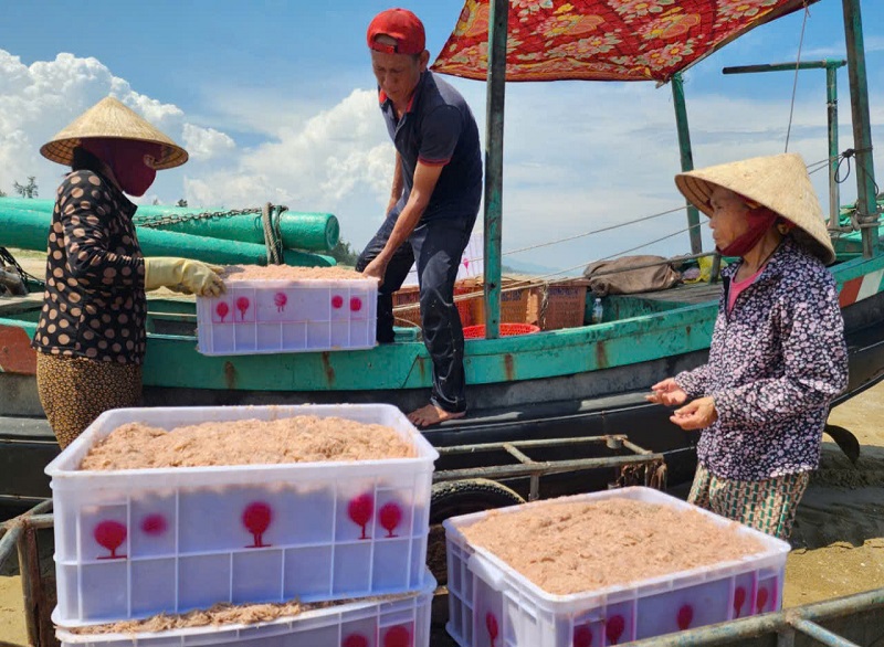 Tàu thuyền cập bến, những khay ruốc biển (còn gọi là moi biển, tép biển) nhanh chóng được đưa lên bờ