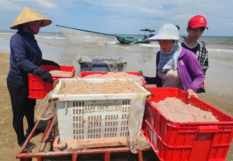 Sản phẩm ruốc biển được thương lái từ các chợ ở TP Hà Tĩnh, huyện Thạch Hà, Lộc Hà...đến tận bãi biển mua hàng với số lượng lớn đem đi tiêu thụ