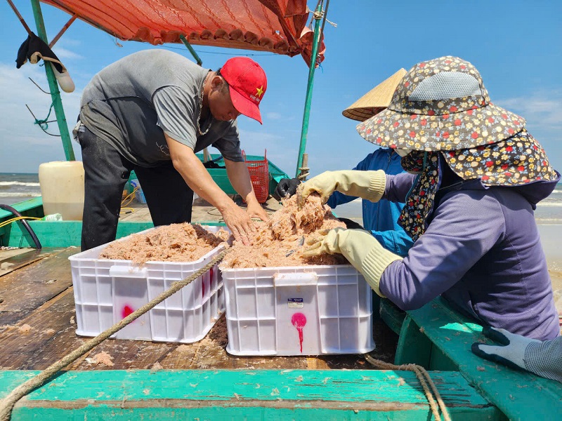 Thời tiết thuận lợi, ruốc biển được mùa đã mang đến nhiều niềm vui, phấn khởi cho ngư dân vùng ven biển huyện Thạch Hà. Qua đó, giúp người dân yên tâm bám biển, góp phần thúc đẩy phát triển kinh tế- xã hội, xây dựng nông thôn mới bền vững
