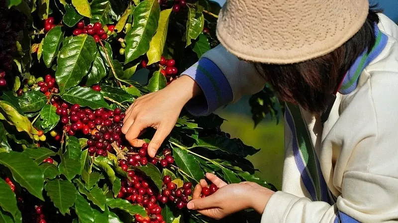 Giá cà phê xuất khẩu lao dốc Giá cà phê xuất khẩu lao dốc
