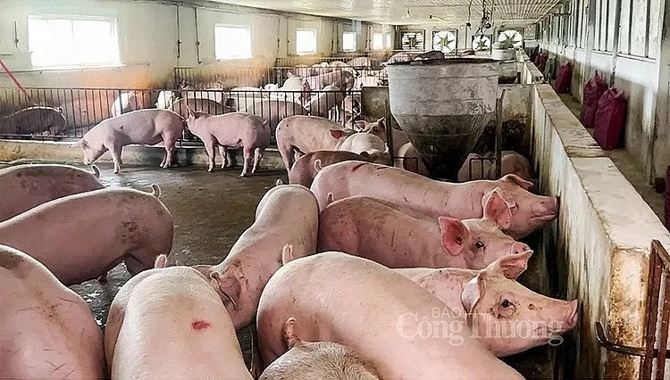 Giá heo hơi hôm nay 9/10/2024: Thị trường mất mốc 69.000 đồng/kg Giá heo hơi hôm nay 9/10/2024: Thị trường mất mốc 69.000 đồng/kg