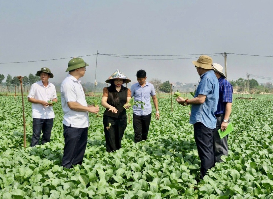 Vùng rau thôn Đông Cao chuẩn bị  cho thu hoạch.