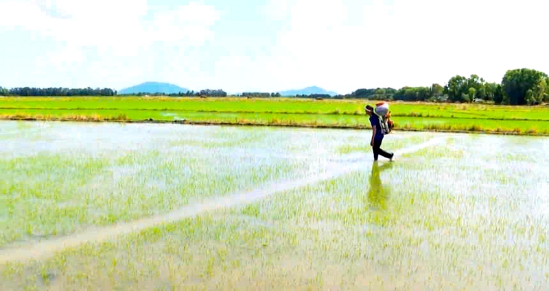 Nông dân cần thay đổi thói quen sử dụng phân bón trên cây trồng theo hướng bảo vệ sức khỏe đất.