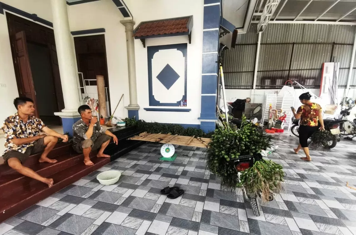 Giá cau tăng kỷ lục khiến thương lái đối diện với rủi ro bởi Hà Nội: Giá cau lập đỉnh mới hơn 100 nghìn đồng/kg, thương lái sợ điều gì?