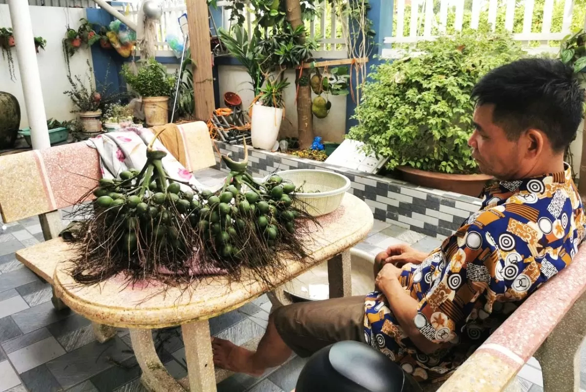 Theo ông Hùng, giá cau lễ lên tới hơn 100 nghìn đồng/ký vẫn đang cháy hàng (Ảnh: Bảo An). Theo ông Hùng, giá cau lễ lên tới hơn 100 nghìn đồng/ký vẫn đang cháy hàng (Ảnh: Bảo An).
