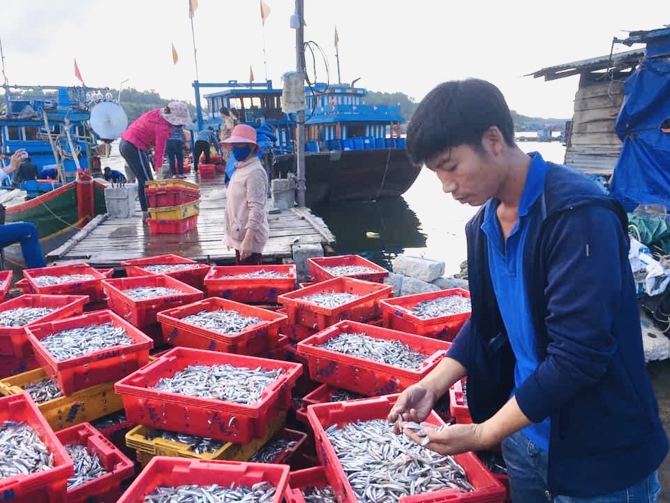 Nước mắm Sa Cần được làm từ những mẻ cá cơm tươi ngon từ biển khơi kết hợp với muối.