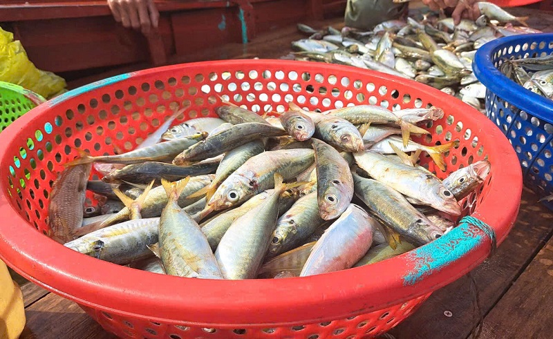 Cá bạc má tươi ngon, giá bán giao động từ 40-60  nghìn đồng/ kg