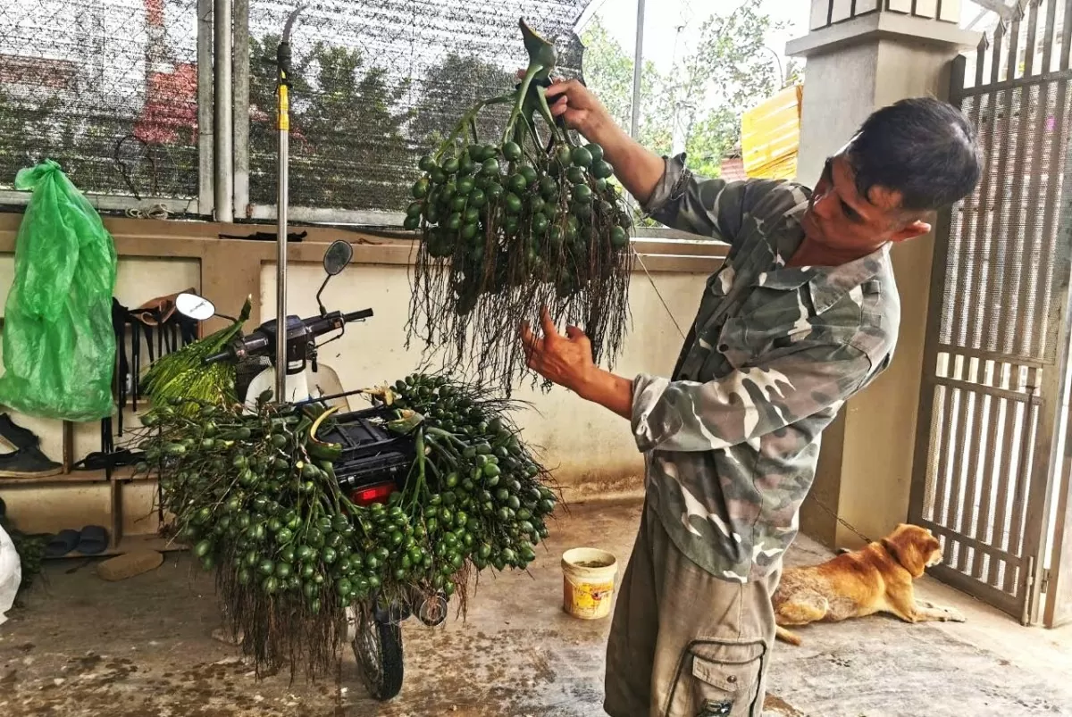 Hà Nội: Giá cau lập đỉnh mới hơn 100 nghìn đồng/kg, thương lái sợ điều gì? Hà Nội: Giá cau lập đỉnh mới hơn 100 nghìn đồng/kg, thương lái sợ điều gì?