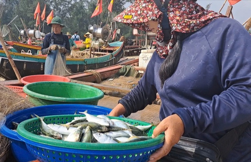 Sau khi đưa vào bờ, cá bạc má được thương lái thu mua đem đi các chợ tiêu thụ