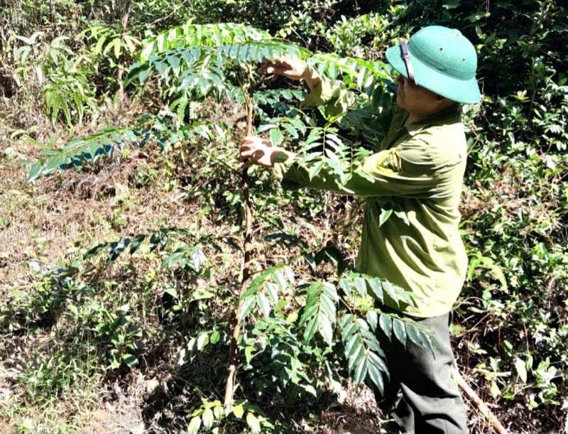 Ban Quản lý Rừng phòng hộ Nam Hà Tĩnh tích cực khoanh nuôi, tái sinh sinh cây lim xanh