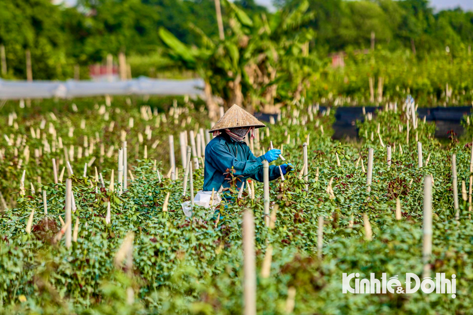 Hoa Mê Linh mất mùa dịp 20/10 - Ảnh 3