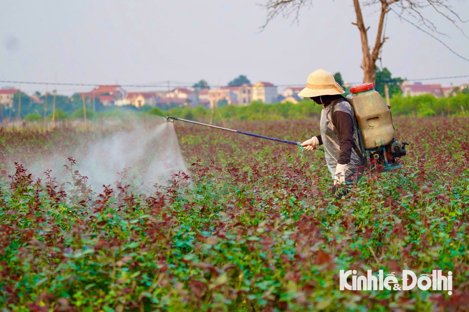 Người dân chăm sóc, phục hồi hoa cho vụ sau.