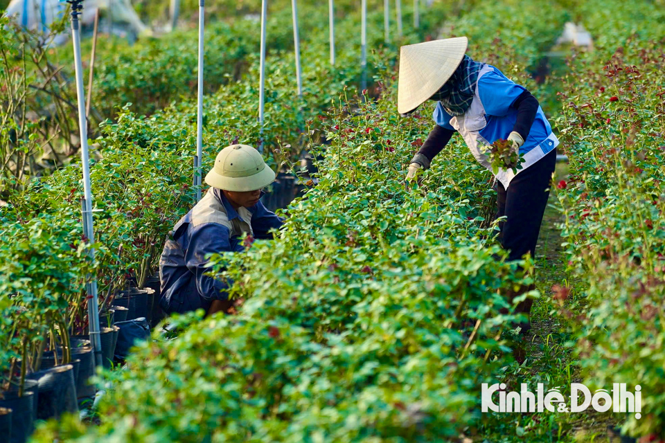 Người nông dân trồng hoa năm nay phải mất thêm tiền để chăm sóc, phục hồi hoa chuẩn bị cho dịp 20/11 và dịp Tết năm 2025.