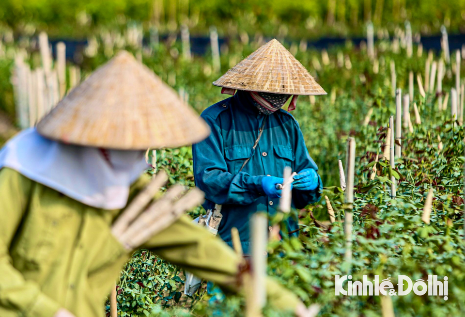 Hoa Mê Linh mất mùa dịp 20/10 - Ảnh 1